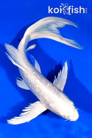 9.5" GINRIN PLATINUM OGON BUTTERFLY