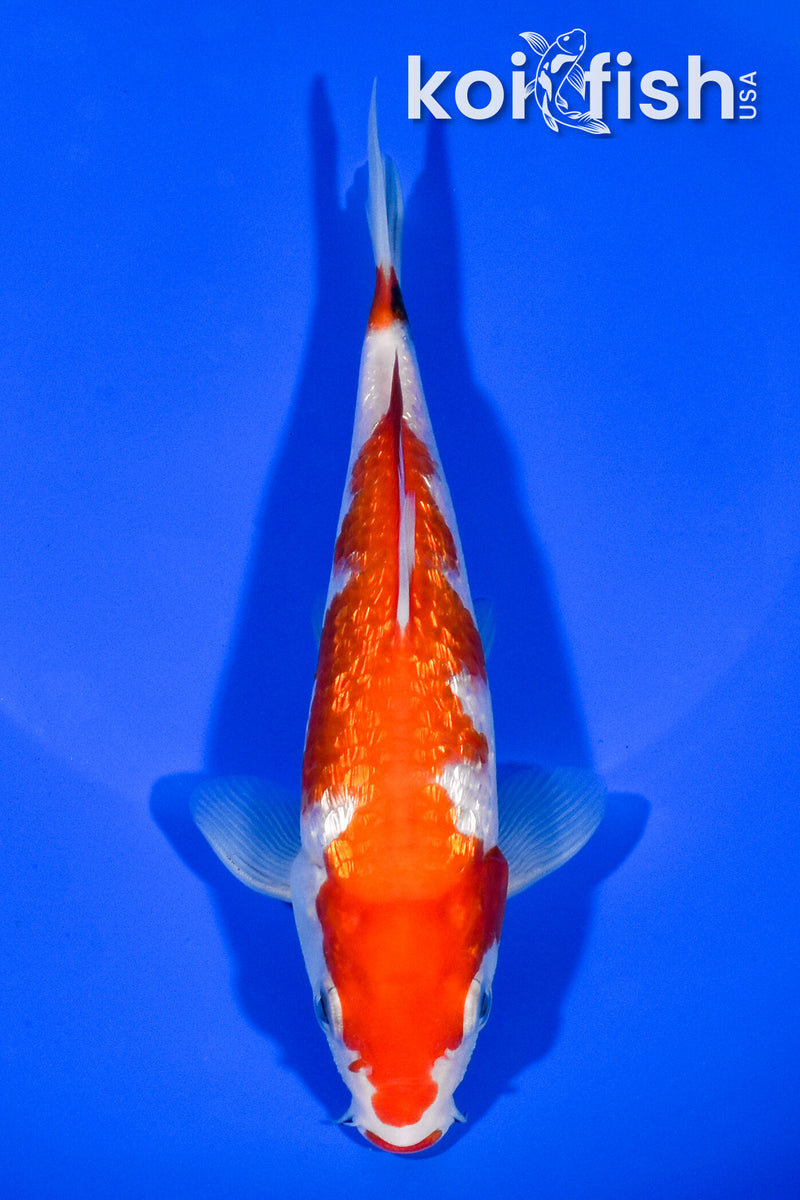 6.25" GINRIN KUCHIBENI SANKE