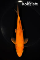 7" CHAGOI