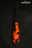 6.75" GINRIN HI UTSURI