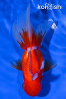 4.75" ORNDA GOLDFISH
