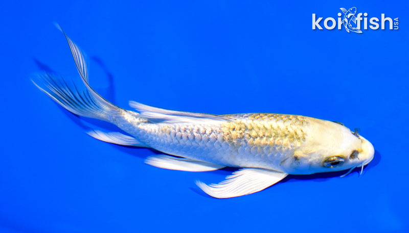 6" GINRIN KUJAKU BUTTERFLY