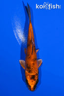 4" KIN HI UTSURI