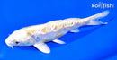 6.5" ARAGOKE LEMON HARIWAKE