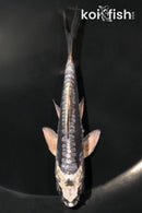 4.25" KIKOKURYU