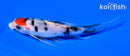 6" TANCHO SANKE BUTTERFLY