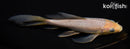 6.75" SORAGOI BUTTERFLY