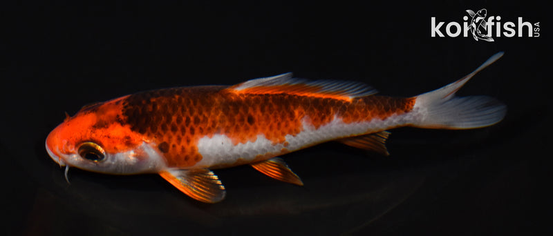5" GOSHIKI