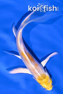 4.75" LEMON HARIWAKE BUTTERFLY