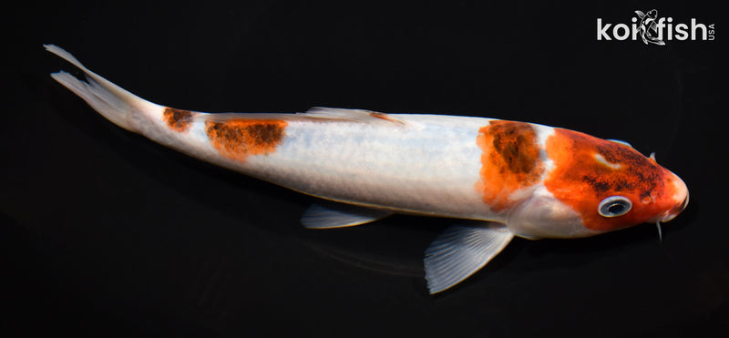 7.75" GOROMO