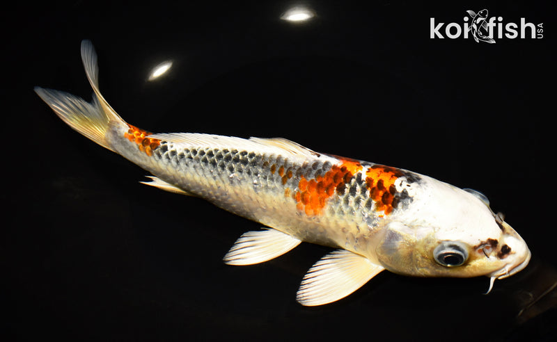 9.75" KUJAKU