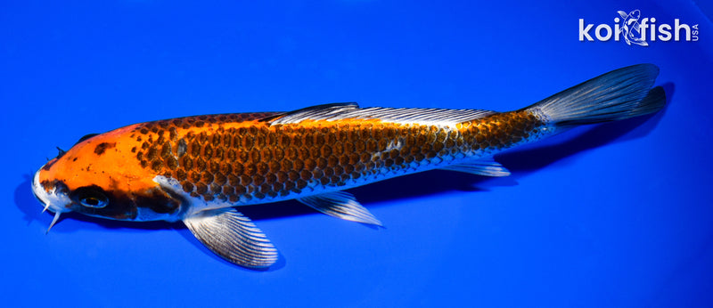 8.75" BENI GINGA