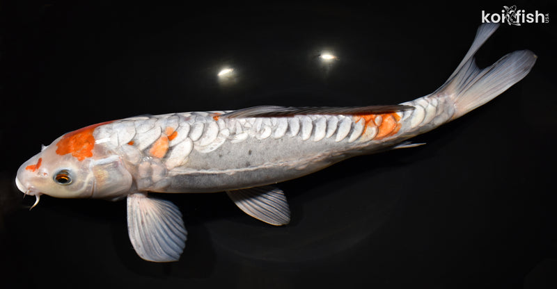 14.5" ARAGOKE OCHIBA SHIGURE