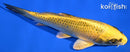 6.25" KIN KI MATSUBA