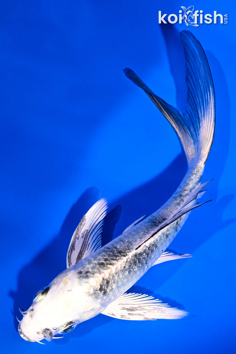 5" GIN SHIRO BEKKO BUTTERFLY