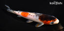 6.25" GOROMO