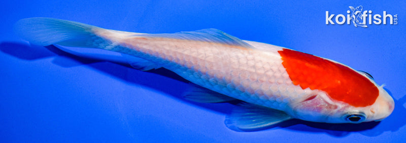 6" HIBUNA GOLDFISH