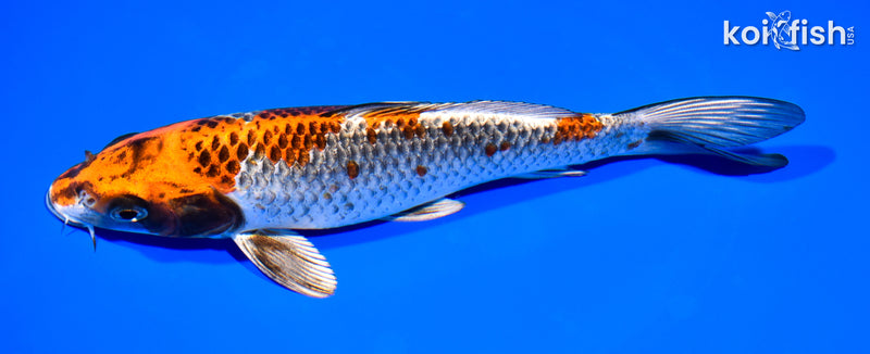 8" BENI GINGA