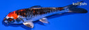 5.25" BENI KIKOKURYU