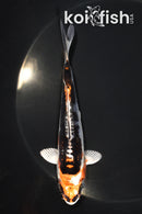 5.25" BENI KIKOKURYU