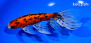 6.75" CALICO WATONAI GOLDFISH
