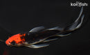5.5" BENI MATSUKAWABAKE BUTTERFLY