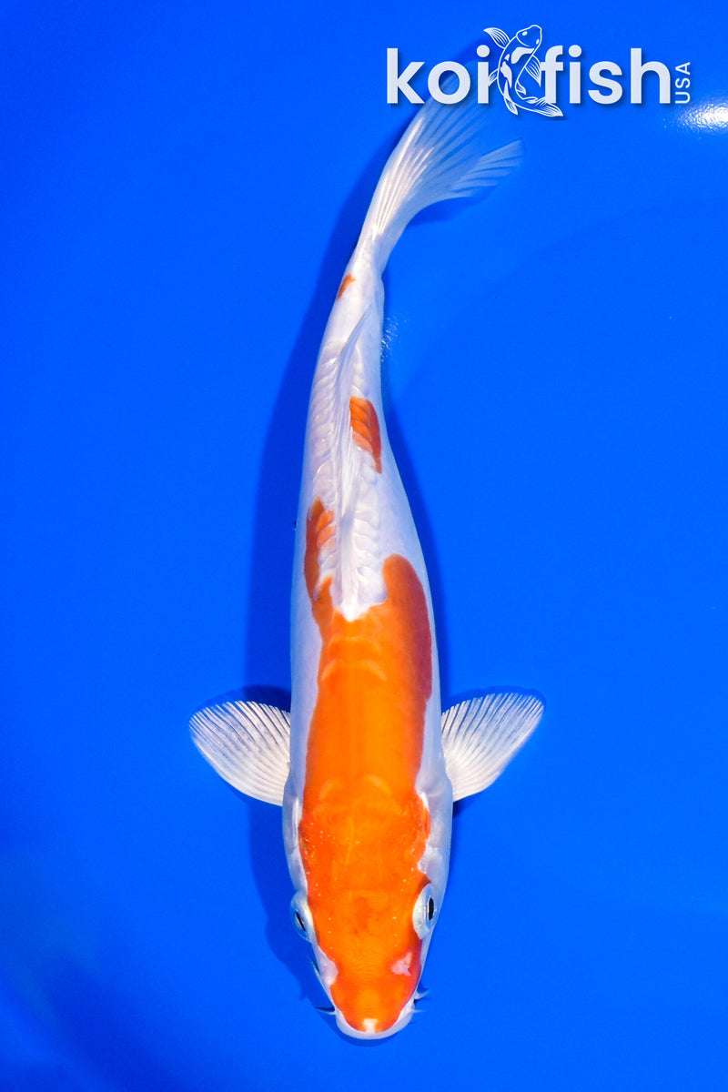 8" KIKUSUI