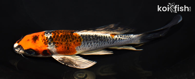 6.75" BENI GINGA BUTTERFLY
