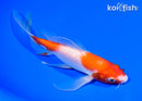 7.5" KOHAKU BUTTERFLY