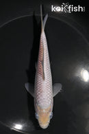 6" SORAGOI