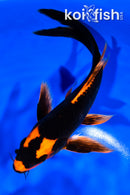 6.75" ORENJI MATSUBA BUTTERFLY