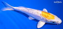 6.5" DOITSU LEMON HARIWAKE