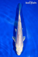 5" DOITSU PLATINUM OGON