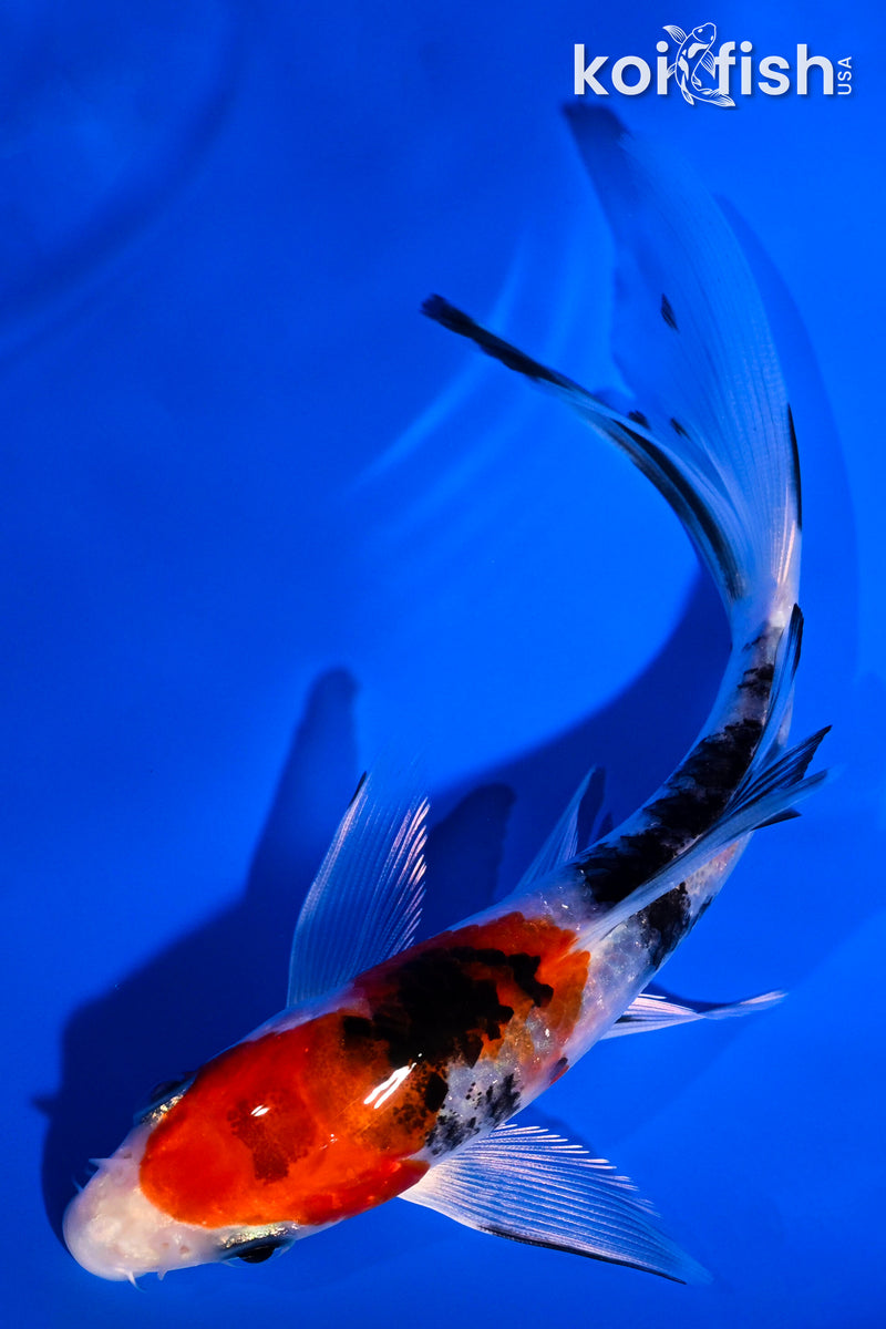 5.75" YAMATO NISHIKI BUTTERFLY