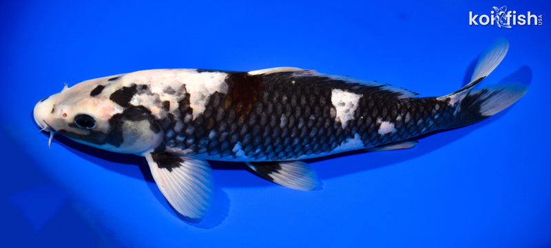 13.75" BENI MATSUKAWABAKE