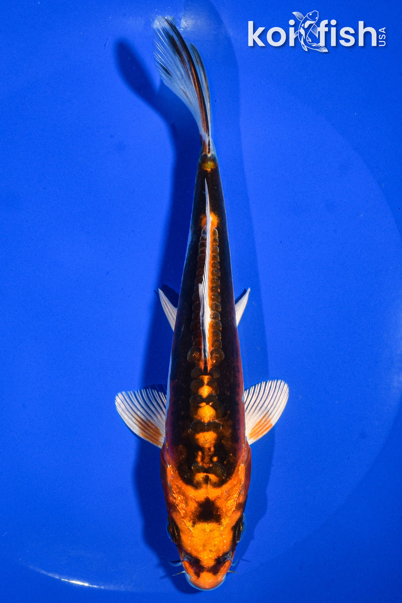 6" BENI KIKOKURYU