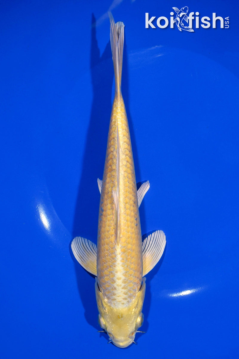 8.5" YAMABUKI OGON