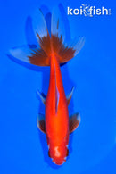 7.25" WATONAI GOLDFISH
