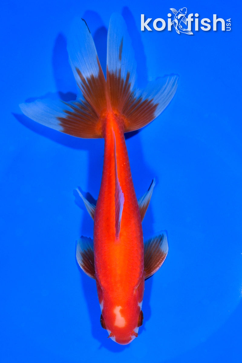 7.25" WATONAI GOLDFISH