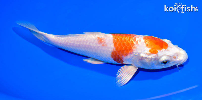 7" HARIWAKE