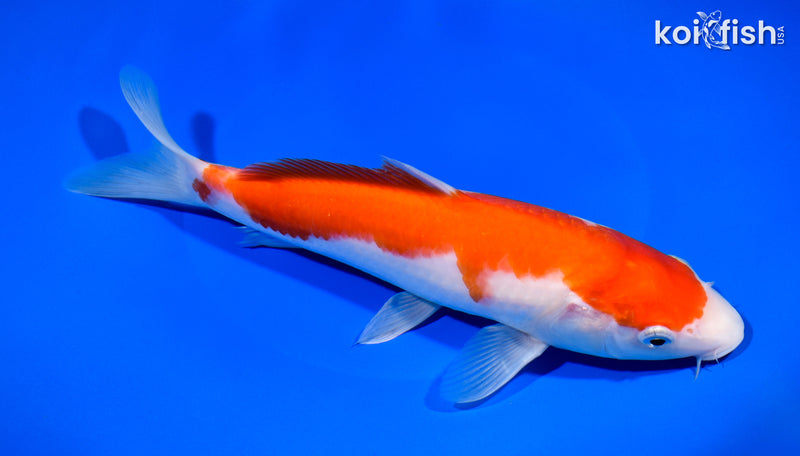9.5" KOHAKU