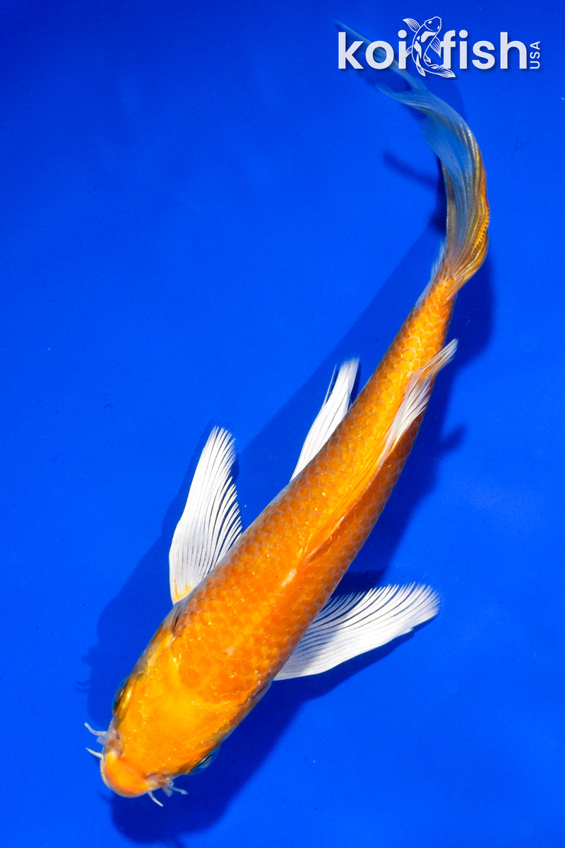 5.5" HARIWAKE BUTTERFLY