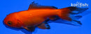 3.75" WAKIN GOLDFISH