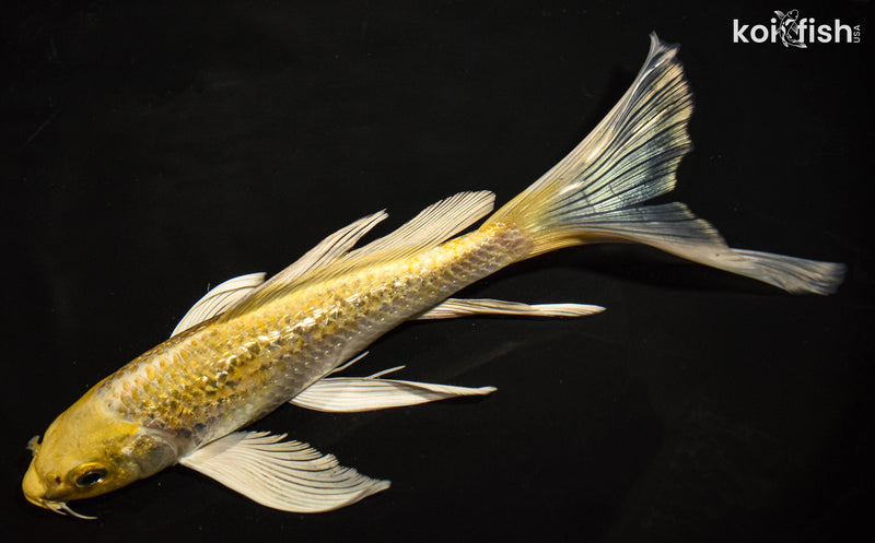 8.5" GINRIN YAMABUKI OGON BUTTERFLY