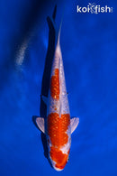 8" GINRIN HARIWAKE