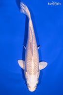 6.25" PLATINUM OGON