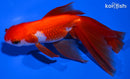 5.25" WATONAI GOLDFISH
