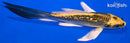 5.25" GINRIN KI MATSUBA BUTTERFLY