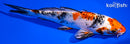 6.75" YAMATO NISHIKI