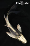 5" KIKOKURYU BUTTERFLY